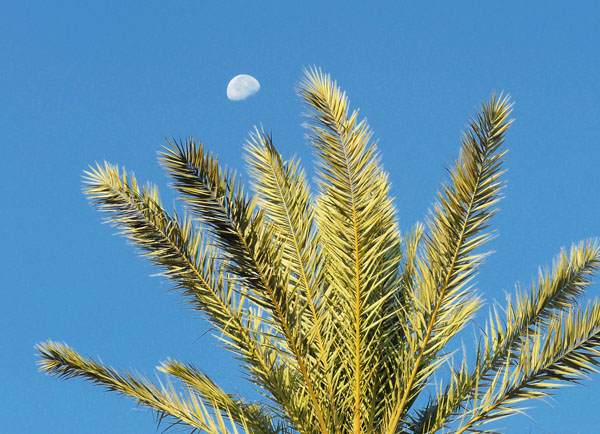 feu d'artifice de jour...